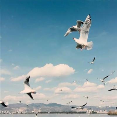 澳门新葡萄新京8883下载手机版